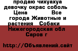 продаю чихуахуа девочку,окрас соболь › Цена ­ 25 000 - Все города Животные и растения » Собаки   . Нижегородская обл.,Саров г.